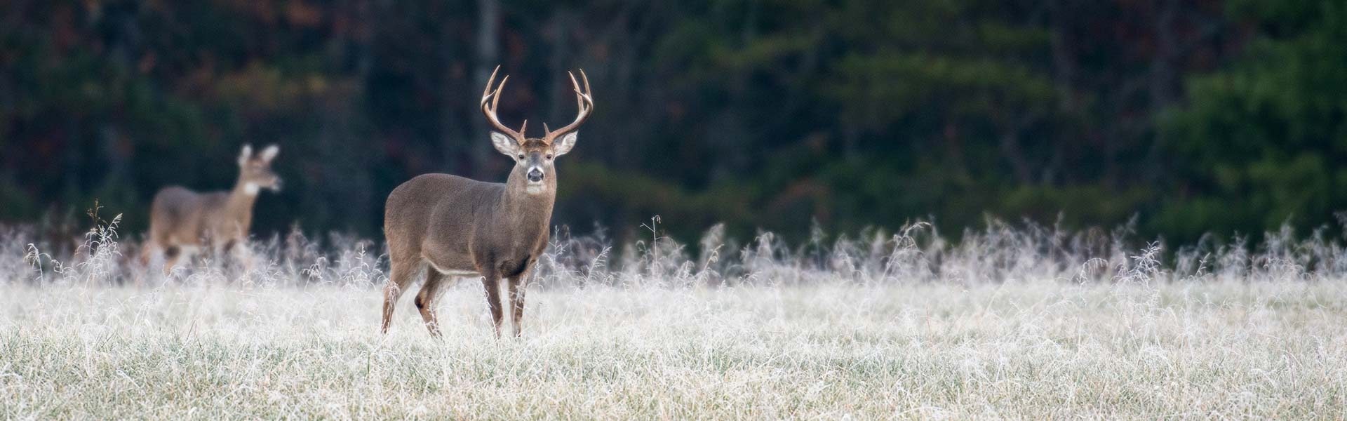 New Jersey Hunting Seasons & Rules