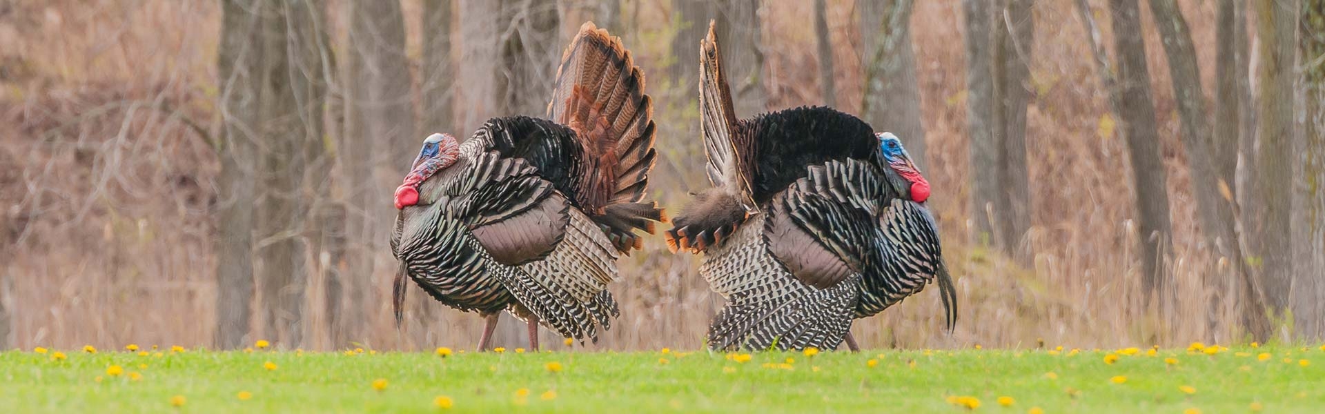 New Jersey Wild Turkey Hunts