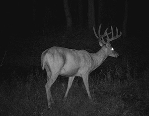 2016 Trail Cam